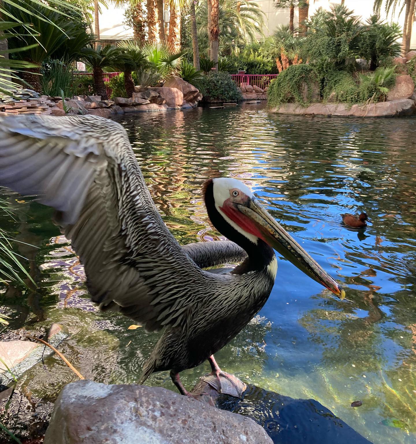 Flamingo Wildlife Habitat: A Free Oasis on the Las Vegas Strip