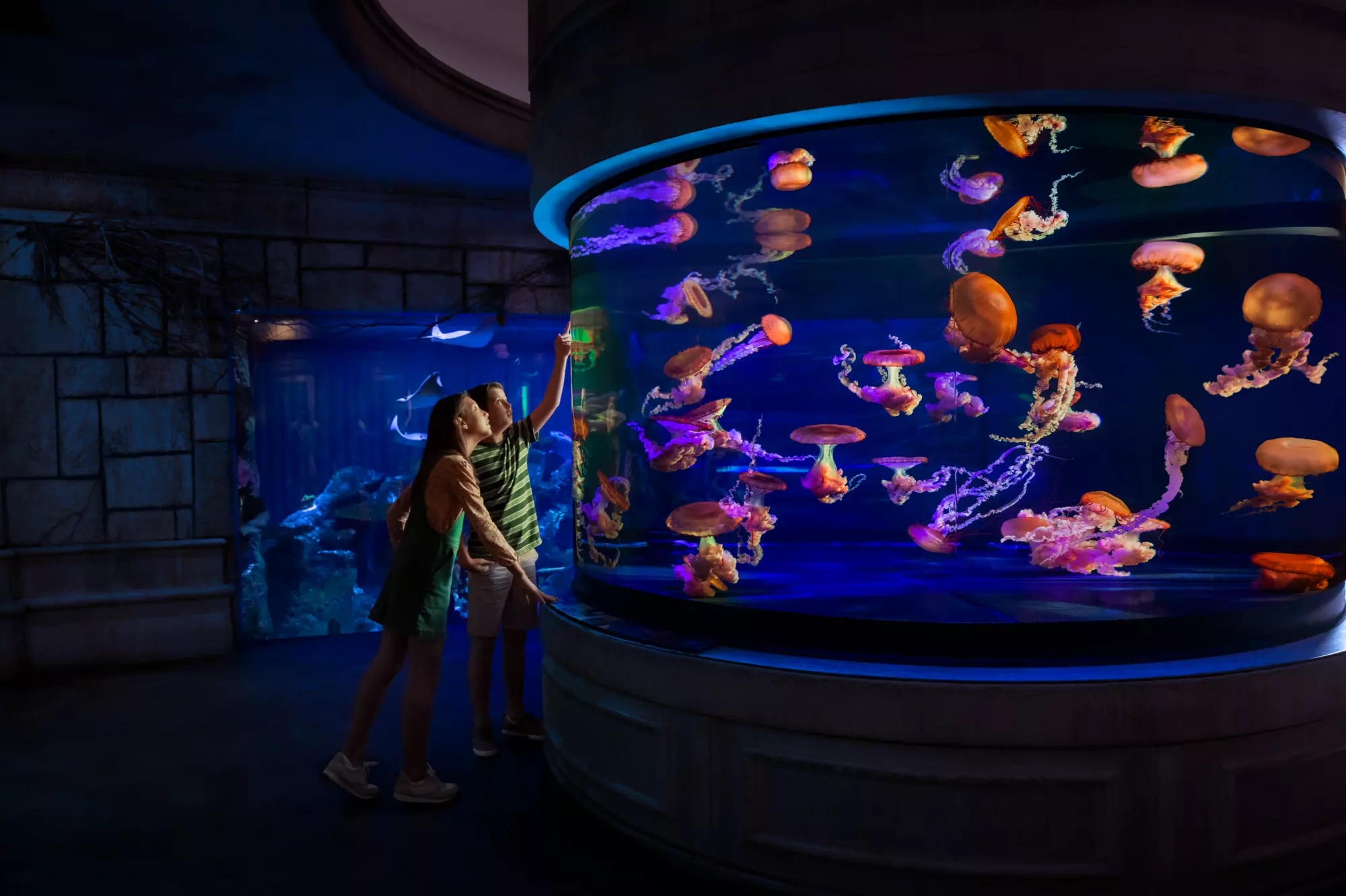 Shark Reef Aquarium at Mandalay Bay: A Premier Aquatic Experience in Las Vegas